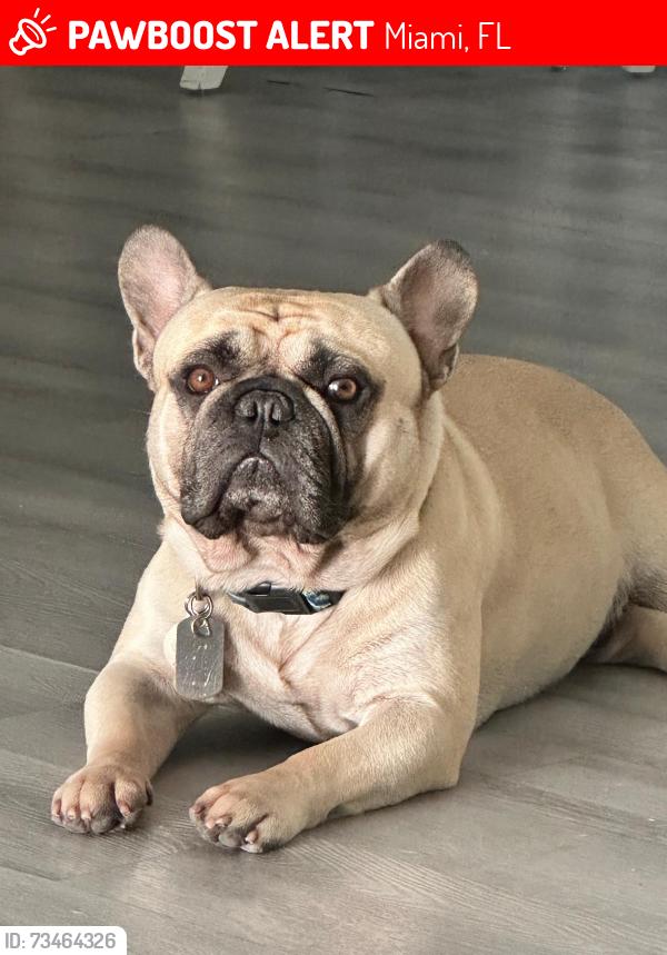 Lost Male Dog last seen Near sw 135th Ave, Miami,FL 33177, Miami, FL 33177