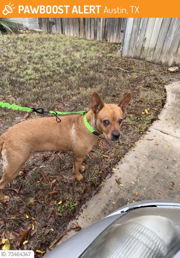 Found/Stray Female Dog last seen Anderson Mill/Broadmeade, Austin, TX 78750