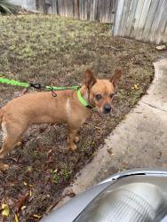 Found/Stray Female Dog last seen Anderson Mill/Broadmeade, Austin, TX 78750