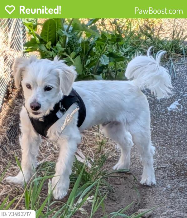 Reunited Male Dog last seen Pacifica Quarry Running trail, Pacifica, CA 94044