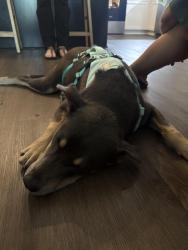 Found/Stray Male Dog last seen Mercer Medical School, Columbus, GA 31901