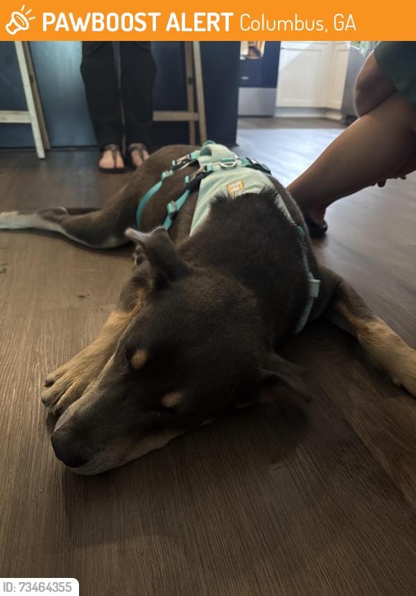 Found/Stray Male Dog last seen Mercer Medical School, Columbus, GA 31901