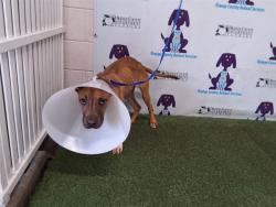 Shelter Stray Female Dog last seen , 2769 Conroy Rd, Orlando, FL 32839, USA