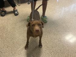 Shelter Stray Male Dog last seen Near BLOCK E SECOND ST, 3599 NW 79th Ave, Doral, FL 33122, USA
