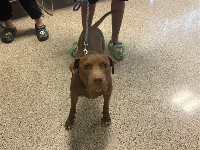 Shelter Stray Male Dog last seen Near BLOCK E SECOND ST, 3599 NW 79th Ave, Doral, FL 33122, USA