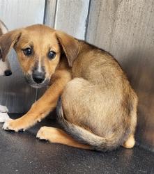 Shelter Stray Male Dog last seen Near BLOCK RICE, 4710 TX-151, San Antonio, TX 78227, USA