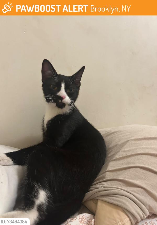 Found/Stray Male Cat last seen Food bazaar, Brooklyn, NY 11206