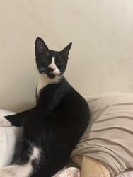 Found/Stray Male Cat last seen Food bazaar, Brooklyn, NY 11206