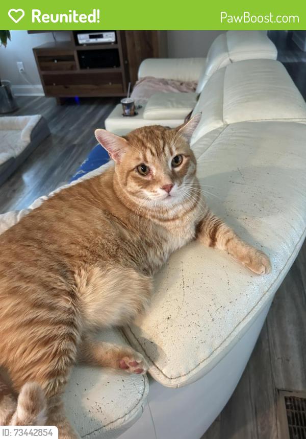 Reunited Male Cat last seen Ashworth Lake Road, Snellville, GA 30078
