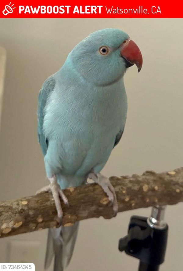 Lost Male Bird last seen winding way watsonville, Watsonville, CA 95076