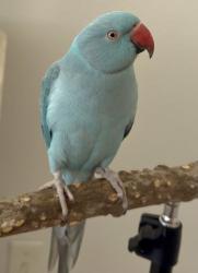 Lost Male Bird last seen winding way watsonville, Watsonville, CA 95076