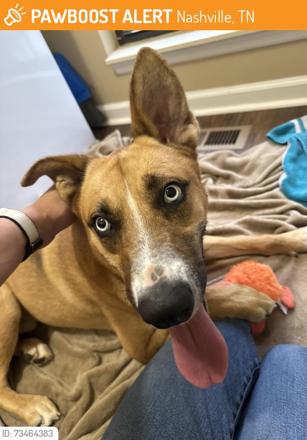 Found/Stray Male Dog last seen Beaman Toyota, Nashville, TN 37211