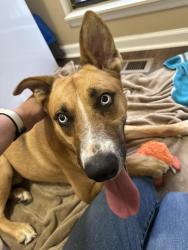 Found/Stray Male Dog last seen Beaman Toyota, Nashville, TN 37211