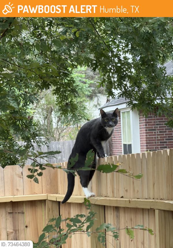 Found/Stray Male Cat last seen Water Point Trail & Auburn Ash Cir, Humble, TX 77346