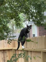 Found/Stray Male Cat last seen Water Point Trail & Auburn Ash Cir, Humble, TX 77346