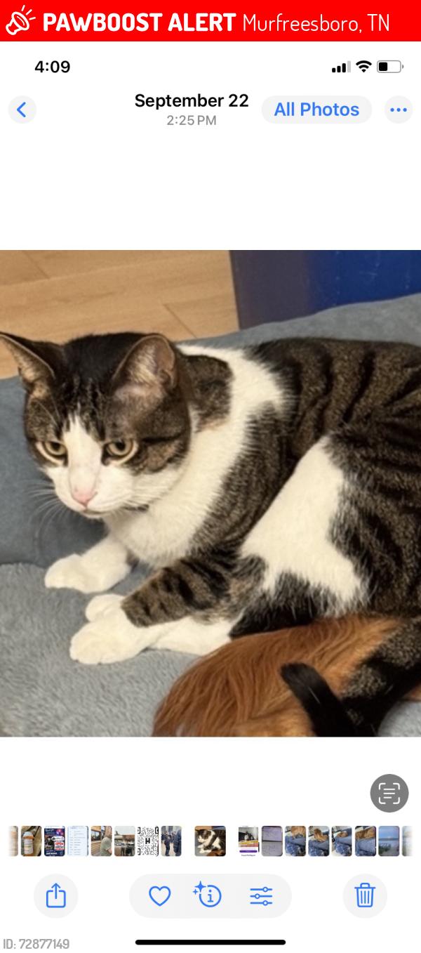 Lost Male Cat last seen Circle K and Captain D’s, Murfreesboro, Tn 37129, Murfreesboro, TN 37129