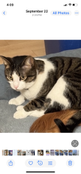 Lost Male Cat last seen Circle K and Captain D’s, Murfreesboro, Tn 37129, Murfreesboro, TN 37129