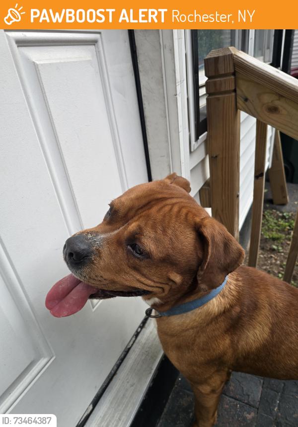 Found/Stray Male Dog last seen Backus st, Rochester, NY 14608