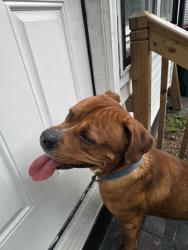 Found/Stray Male Dog last seen Backus st, Rochester, NY 14608
