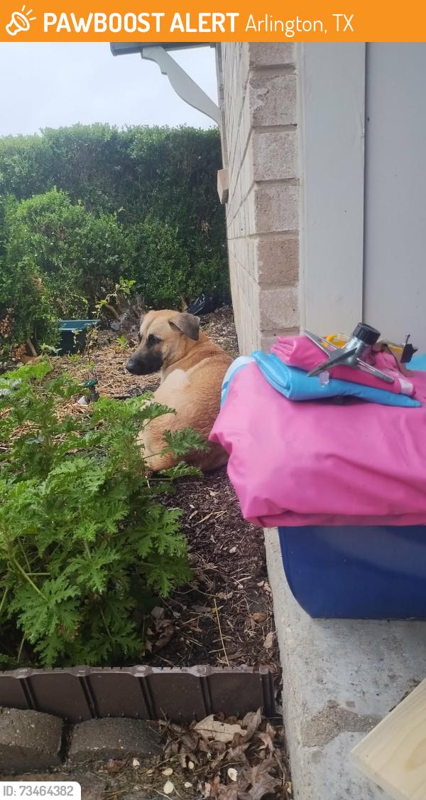 Found/Stray Male Dog last seen Twin Post Ct and Allen, Arlington, TX 76018