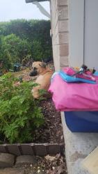 Found/Stray Male Dog last seen Twin Post Ct and Allen, Arlington, TX 76018