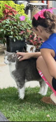 Found/Stray Unknown Cat last seen Colleen Ct, Norristown, PA 19401