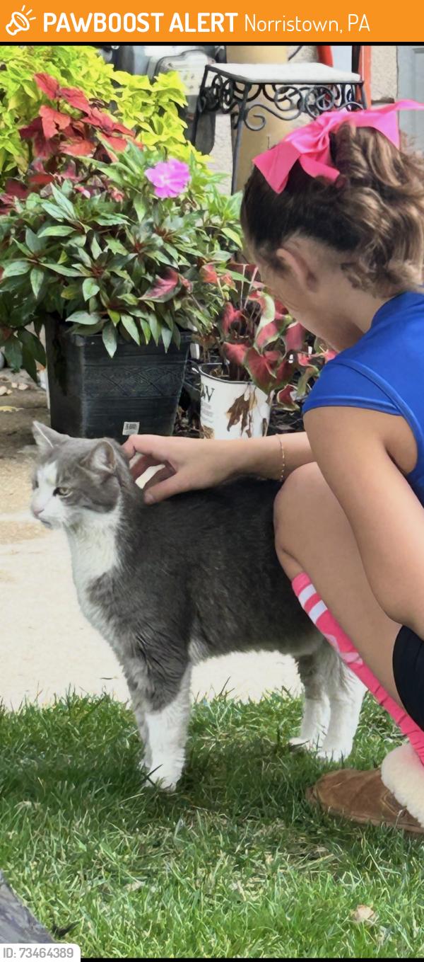 Found/Stray Unknown Cat last seen Colleen Ct, Norristown, PA 19401