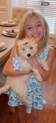 Lost Female Dog last seen Pine West and Leroy Stevens Rd, Mobile, AL 36695