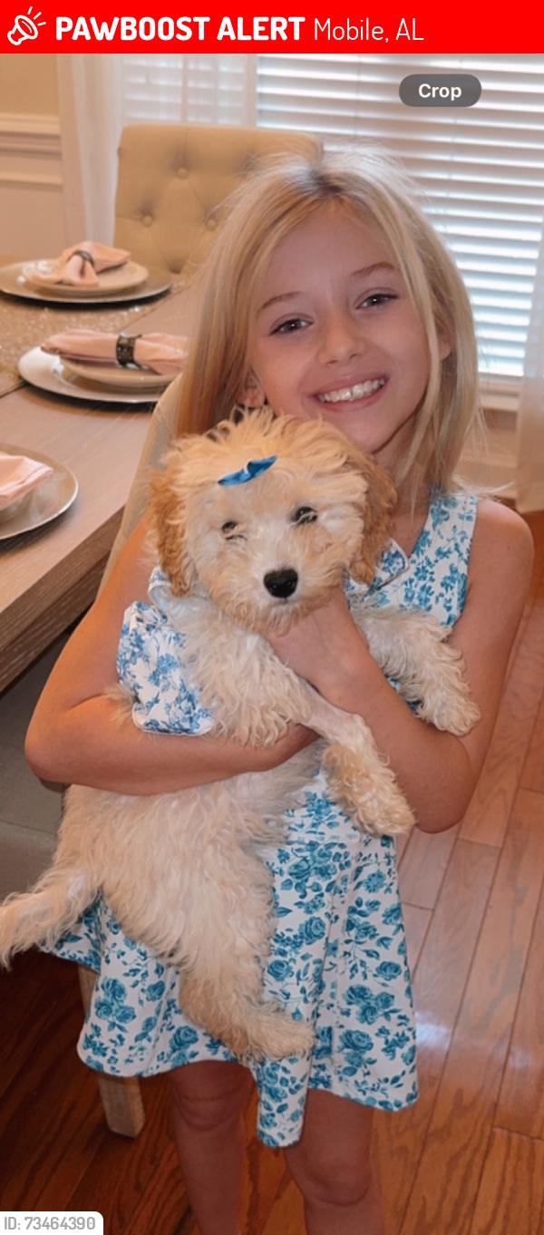 Lost Female Dog last seen Pine West and Leroy Stevens Rd, Mobile, AL 36695
