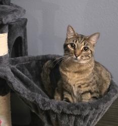 Reunited Female Cat last seen Kestrel Dr at Eagle Point, Groveland Fl, Groveland, FL 34736