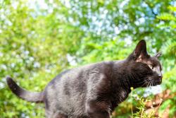 Reunited Female Cat last seen Broom Lane, Levenshulme, Greater Manchester, England M19 2UB