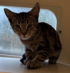 Shelter Stray Male Cat last seen Near Rockbridge Road, Stone Mountain, GA, 30083, 30083, GA, 3280 Chamblee Dunwoody Rd, Chamblee, GA 30341, USA