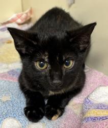 Shelter Stray Female Cat last seen Near Briarwood Road, Atlanta, GA, 30319, 30319, GA, 3280 Chamblee Dunwoody Rd, Chamblee, GA 30341, USA