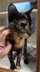 Shelter Stray Female Cat last seen Near Briarwood Road, Atlanta, GA, 30319, 30319, GA, 3280 Chamblee Dunwoody Rd, Chamblee, GA 30341, USA