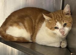 Shelter Stray Male Cat last seen Near Wild Springs Court, 30034, GA, 3280 Chamblee Dunwoody Rd, Chamblee, GA 30341, USA
