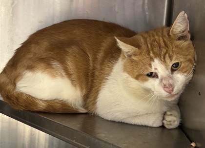 Shelter Stray Male Cat last seen Near Wild Springs Court, 30034, GA, 3280 Chamblee Dunwoody Rd, Chamblee, GA 30341, USA