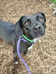 Shelter Stray Female Dog last seen Near Cedarhurst Rd., 21215, MD, 2490 Giles Rd, Baltimore, MD 21225, USA