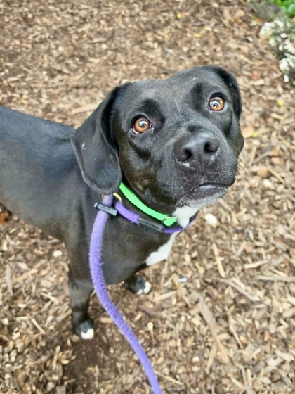 Shelter Stray Female Dog last seen Near Cedarhurst Rd., 21215, MD, 2490 Giles Rd, Baltimore, MD 21225, USA
