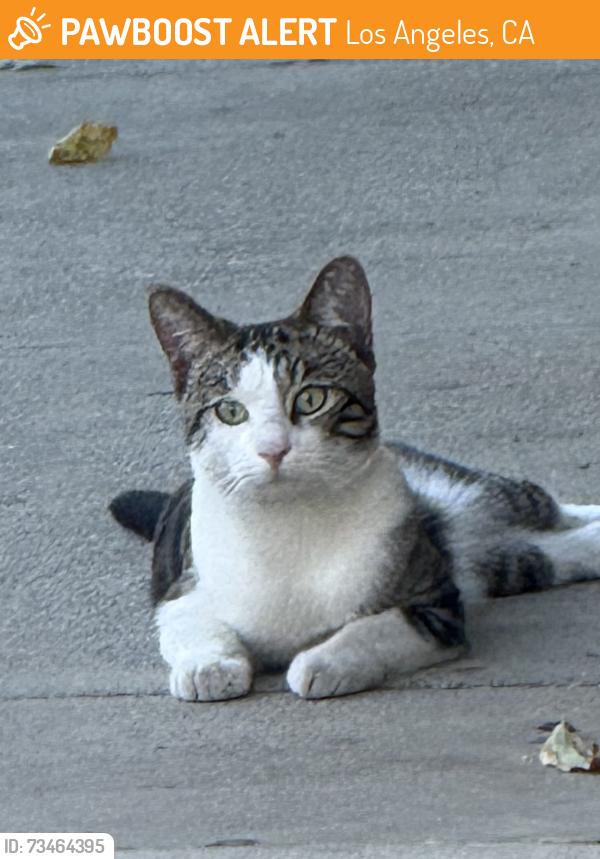 Found/Stray Male Cat last seen Virgil and Melrose, Los Angeles, CA 90004