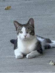 Found/Stray Male Cat last seen Virgil and Melrose, Los Angeles, CA 90004