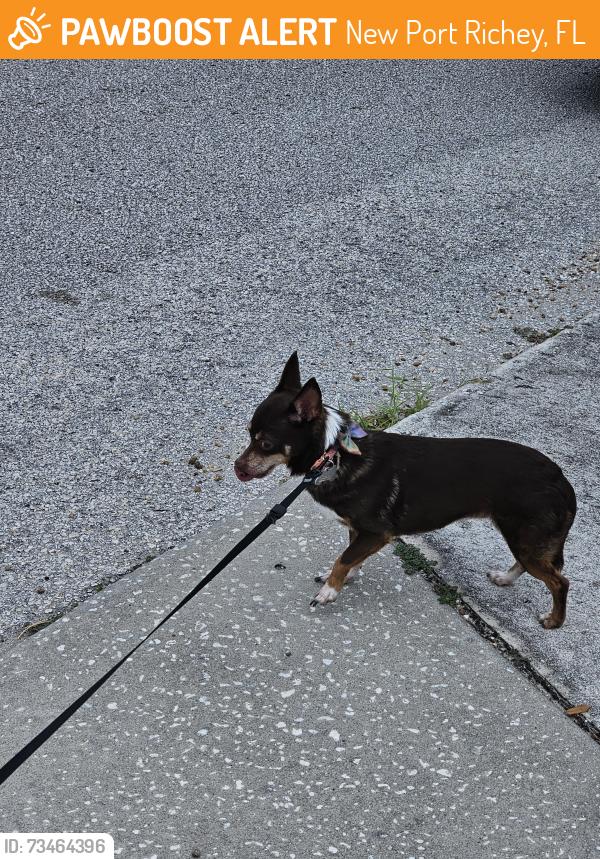 Found/Stray Female Dog last seen Greenwood street near Cecilia, New Port Richey, FL 34653