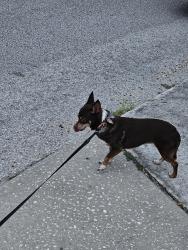 Found/Stray Female Dog last seen Greenwood street near Cecilia, New Port Richey, FL 34653