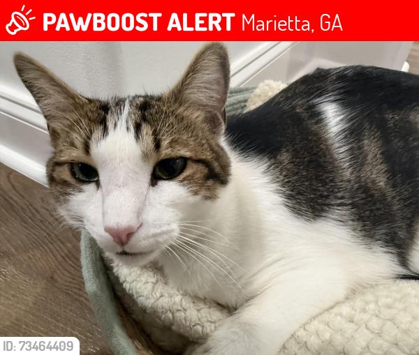 Lost Male Cat last seen Autumn Leaves Lane in Marietta, Marietta, GA 30066