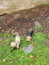 Found/Stray Unknown Dog last seen 4th and Master, Philadelphia, PA 19140