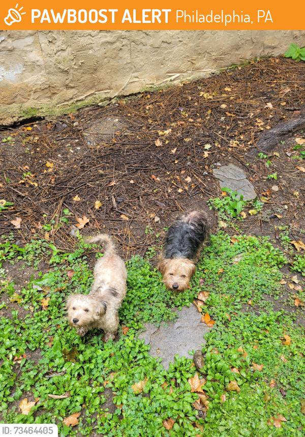 Found/Stray Unknown Dog last seen 4th and Master, Philadelphia, PA 19140