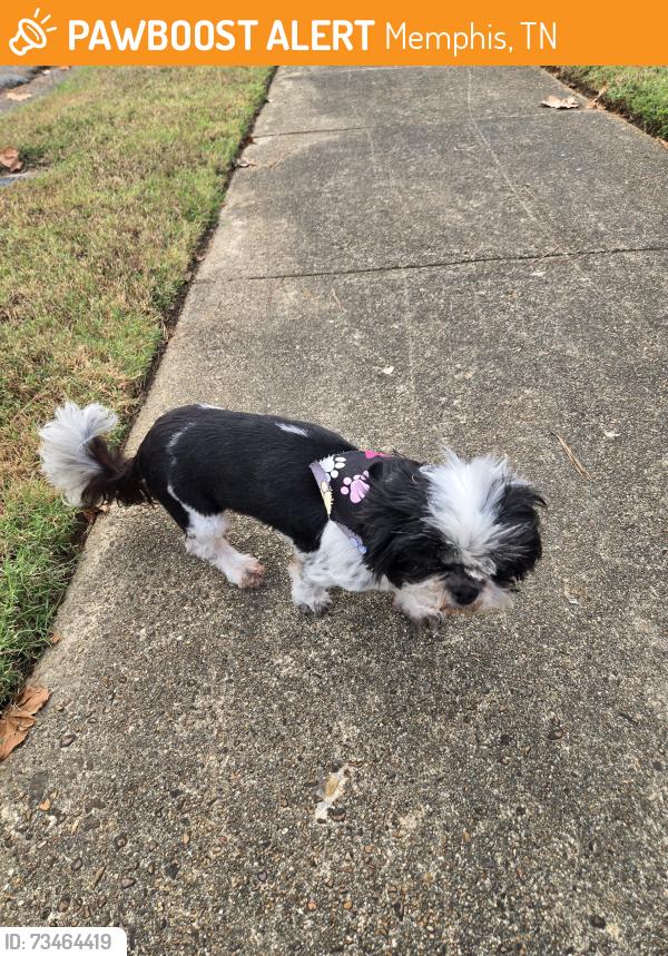 Found/Stray Female Dog last seen Kirby High School, Memphis, TN 38141