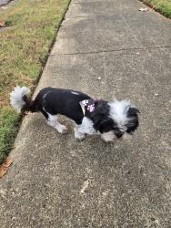 Found/Stray Female Dog last seen Kirby High School, Memphis, TN 38141