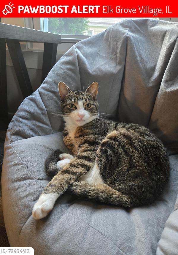 Lost Male Cat last seen Near University Ln, Elk Grove Village, IL 60007
