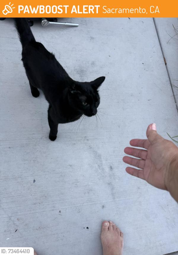 Found/Stray Male Cat last seen Brand way 51st street, Sacramento, CA 95819