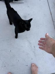 Found/Stray Male Cat last seen Brand way 51st street, Sacramento, CA 95819